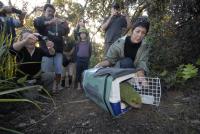 Iwi representative Hillary McGregor releases a kakapo on Hauturu/Little Barrier Island.